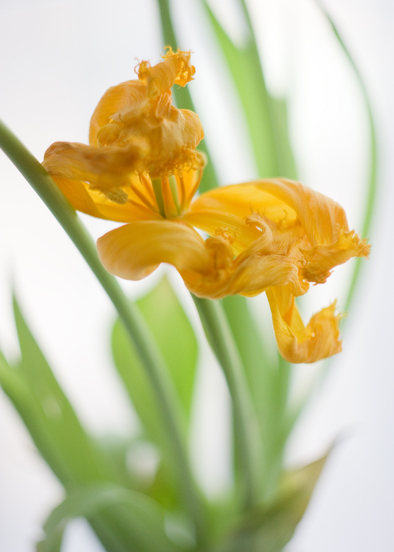 Wenn der Frühling kommt, du freust dich, auch in solchen Kuchen ...