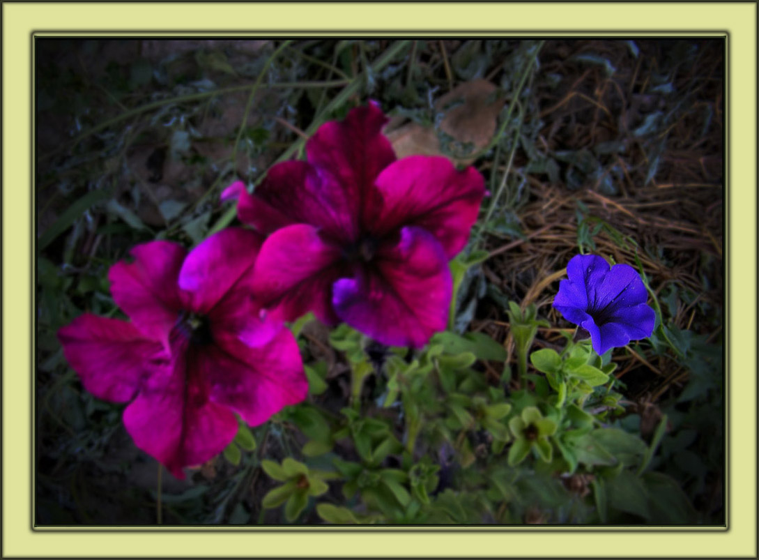 Das hässliche Entlein ...