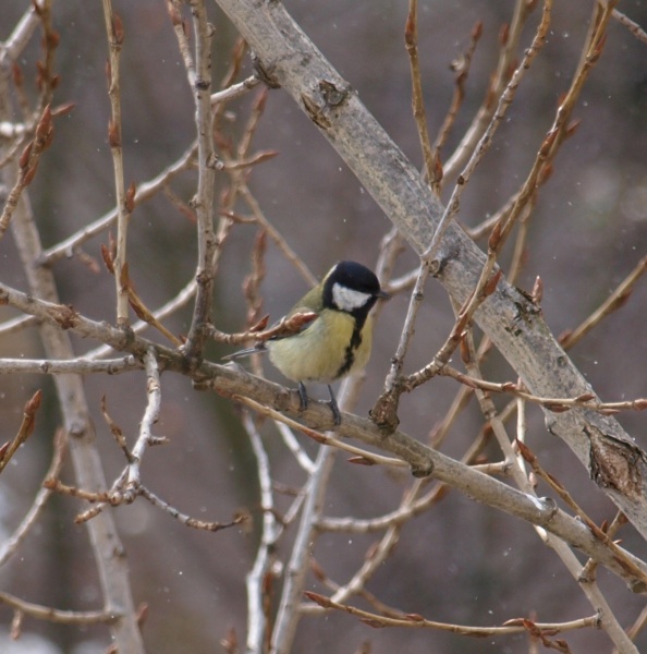 Der Frühling kommt!