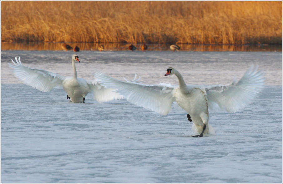everybody is dancing!