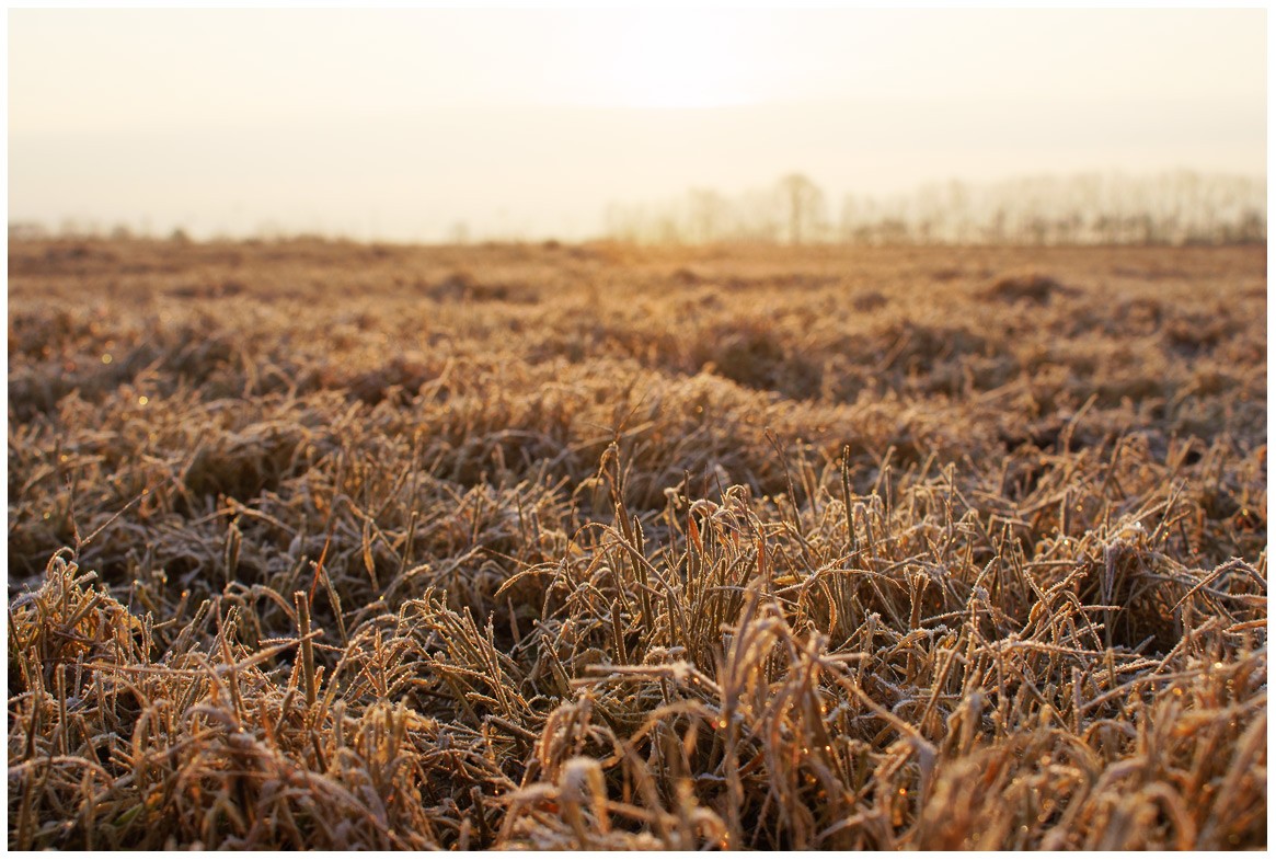 In der Morgendämmerung Stunden