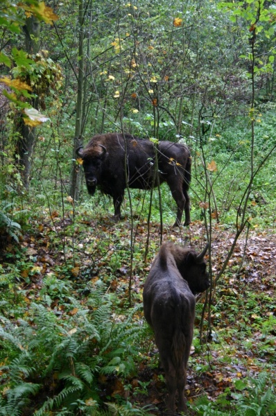 Bison im Wald