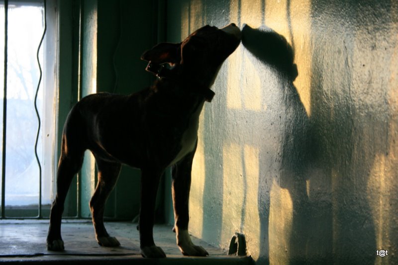 Pasley vecharovay pragulkі