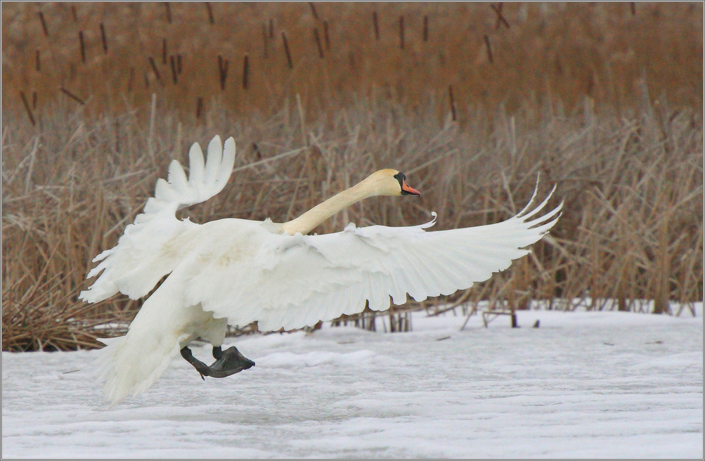 reed orchestra conductor