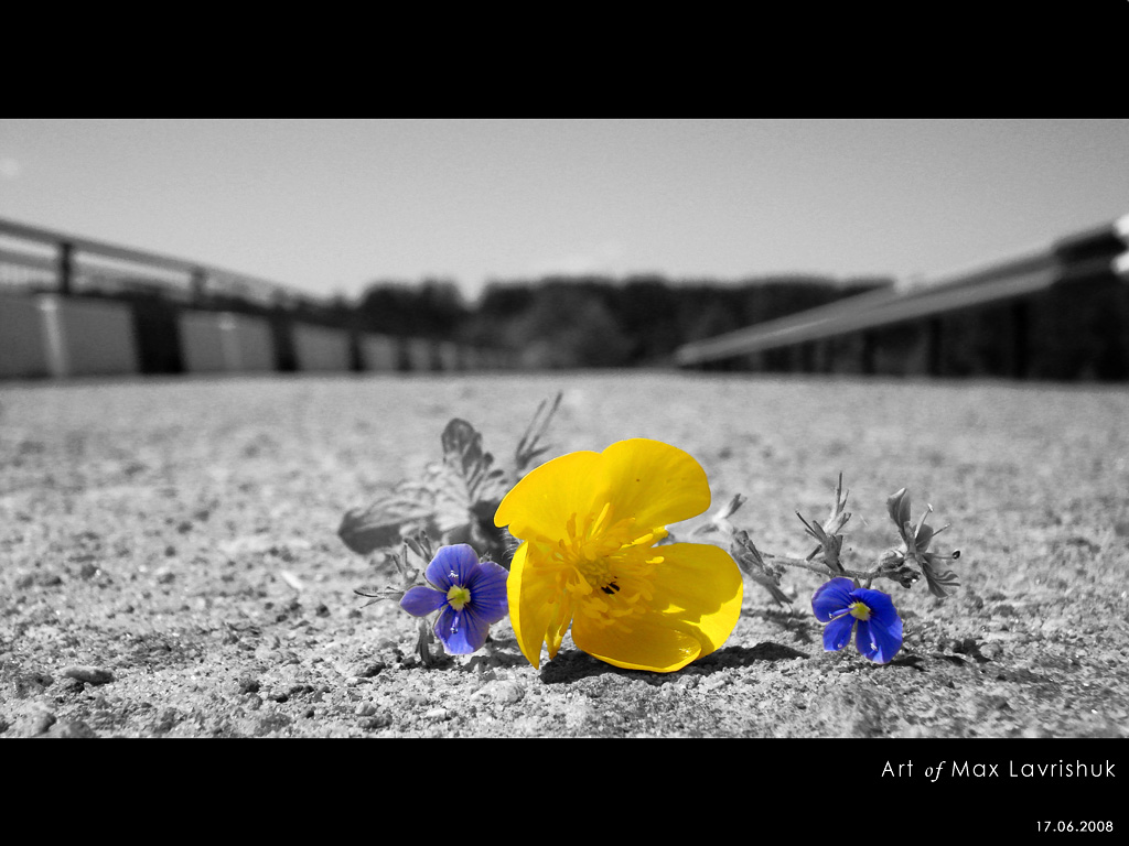 flower on the road...
