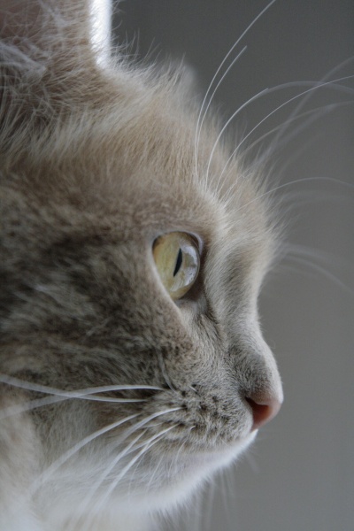 Scannen Leben durch das Fenster