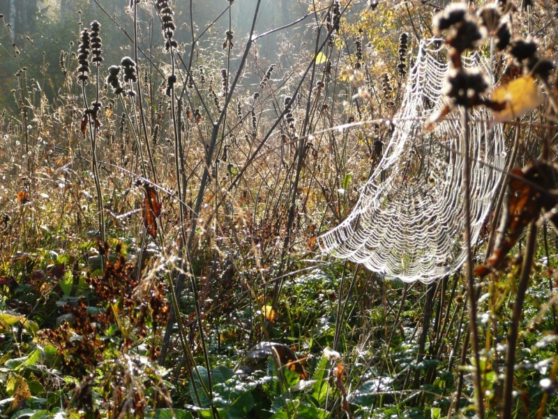 Aus dem Leben von Spinnweben
