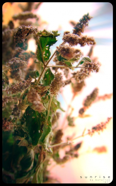 Ein Strauß von Glück in der Morgendämmerung