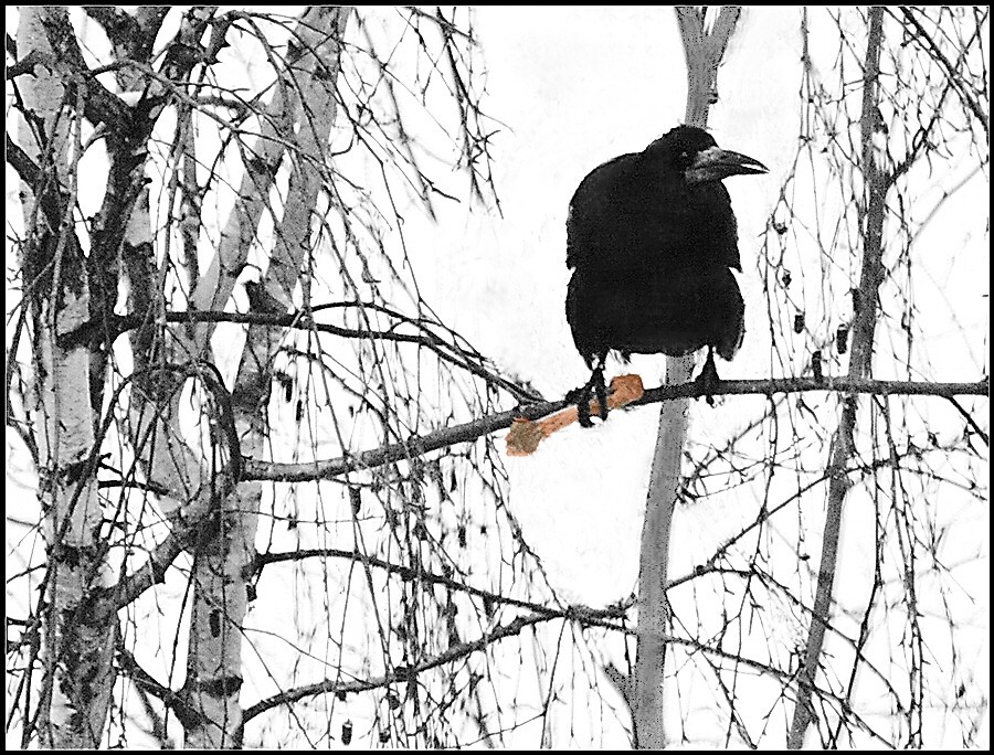 BONE beenden - was, wenn der letzte Hund ...