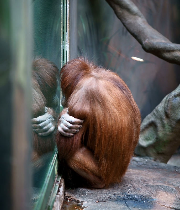 Reflexion der Einsamkeit