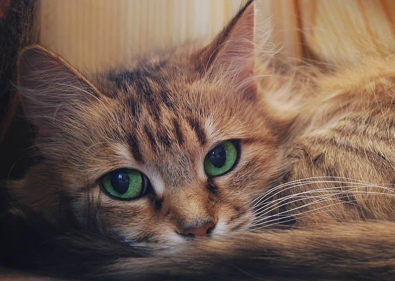 Porträt einen Schnurrbart