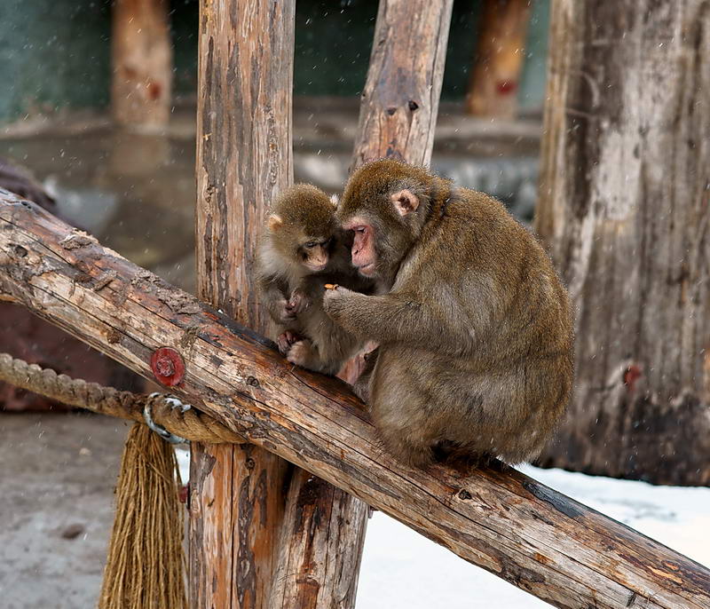 suchen, finden, Che ...