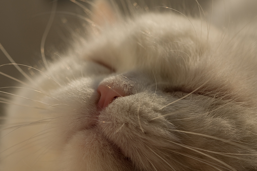 Porträt von buzz mit zusammengekniffenen Augen