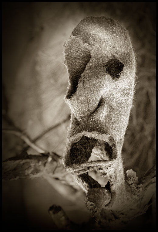 Behemoth Forstwirtschaft Strümpfe gewöhnlichen