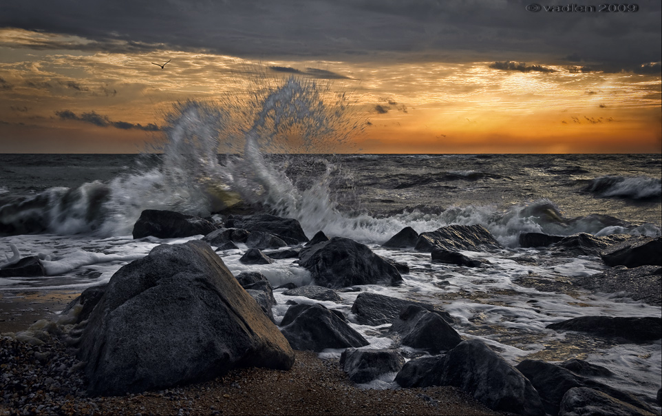 Dance of the Sea Dragon