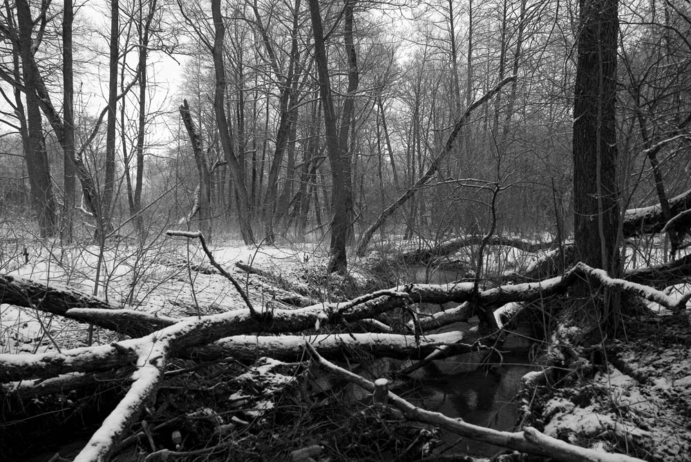 Spring Angesichts der Winterkälte