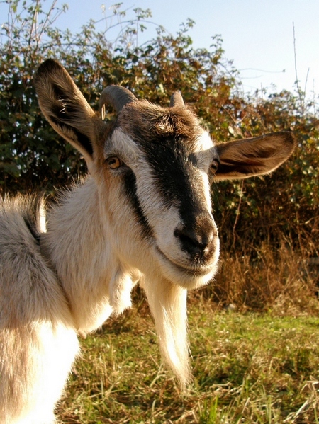 Es ist wahr, weil ich ein Modell bin? )