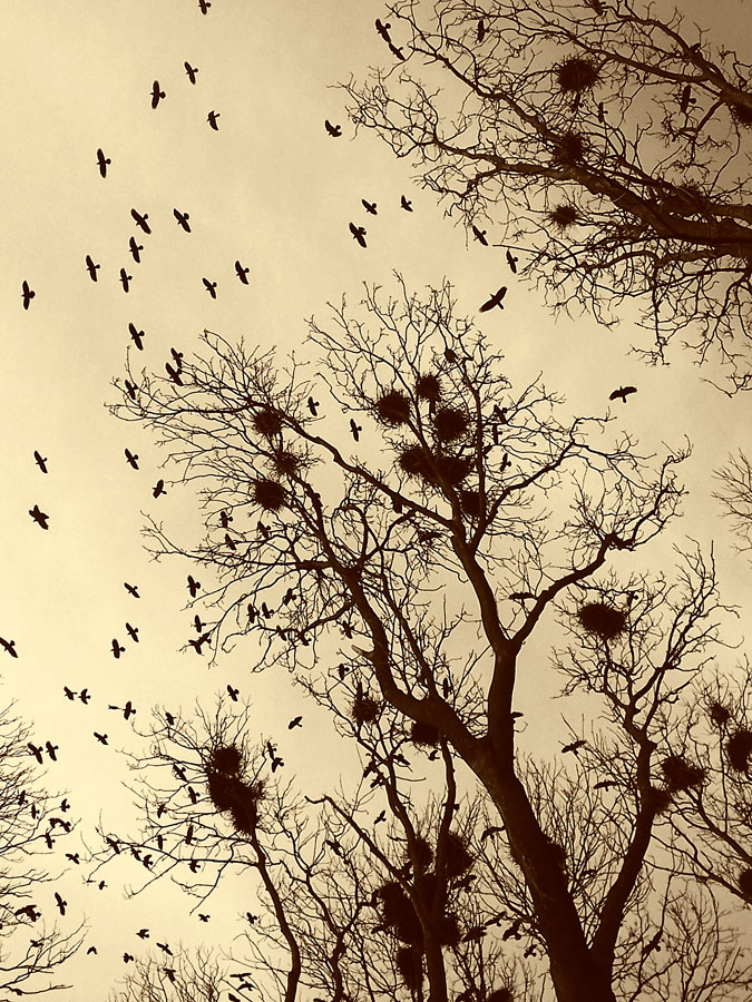 Rooks sind zurück ...