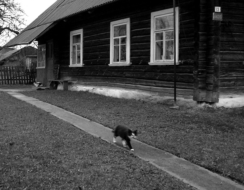 über eine Katze, die zu Fuß geht.