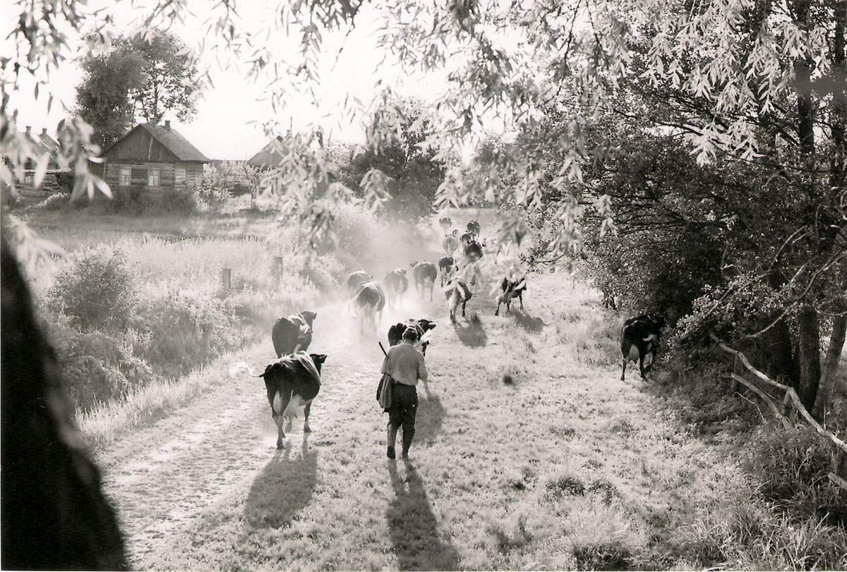 Packung nach Hause geht