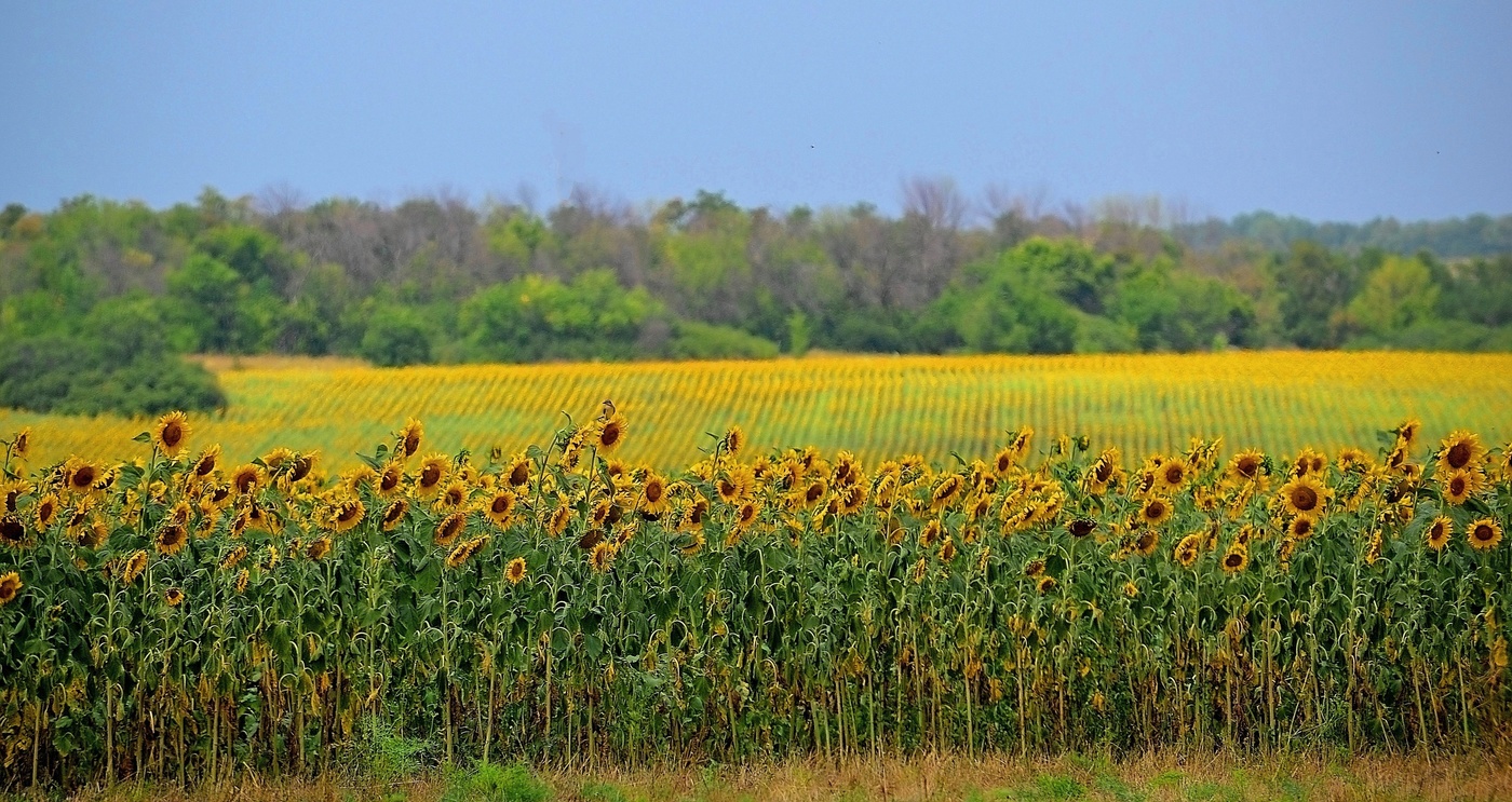Sunflowers.