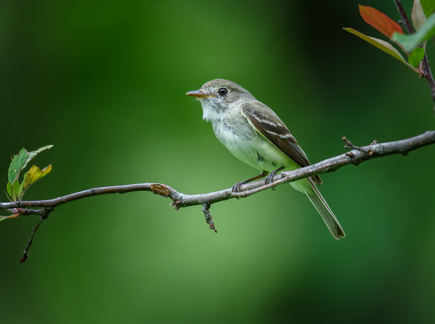 Alder Flycatcher
