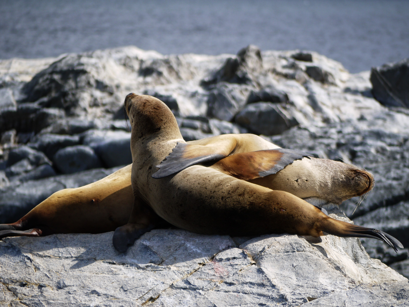 Zärtlichkeit der Natur
