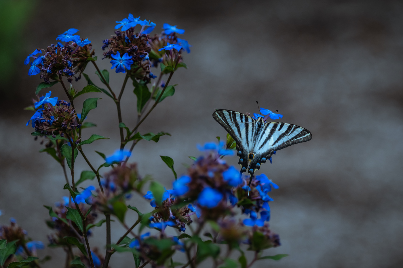 Colores con fuerza natural.