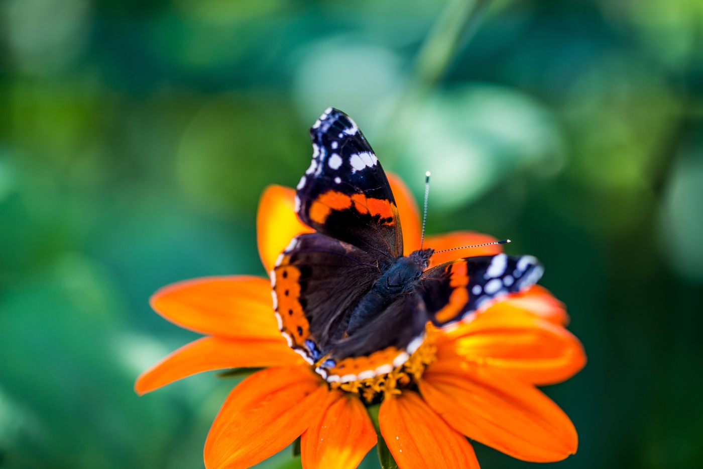 Admiral auf seiner Lieblingsblume