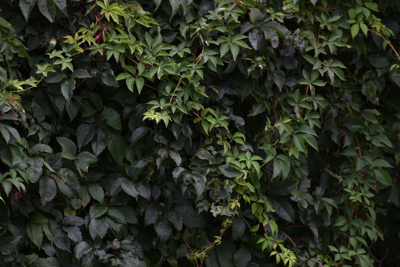 Dragon Among The Leaves