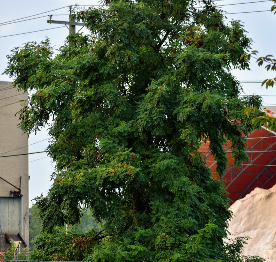 Old Man With A Beard
