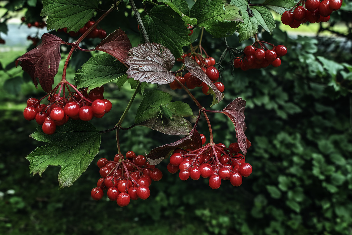 Vogelbeere