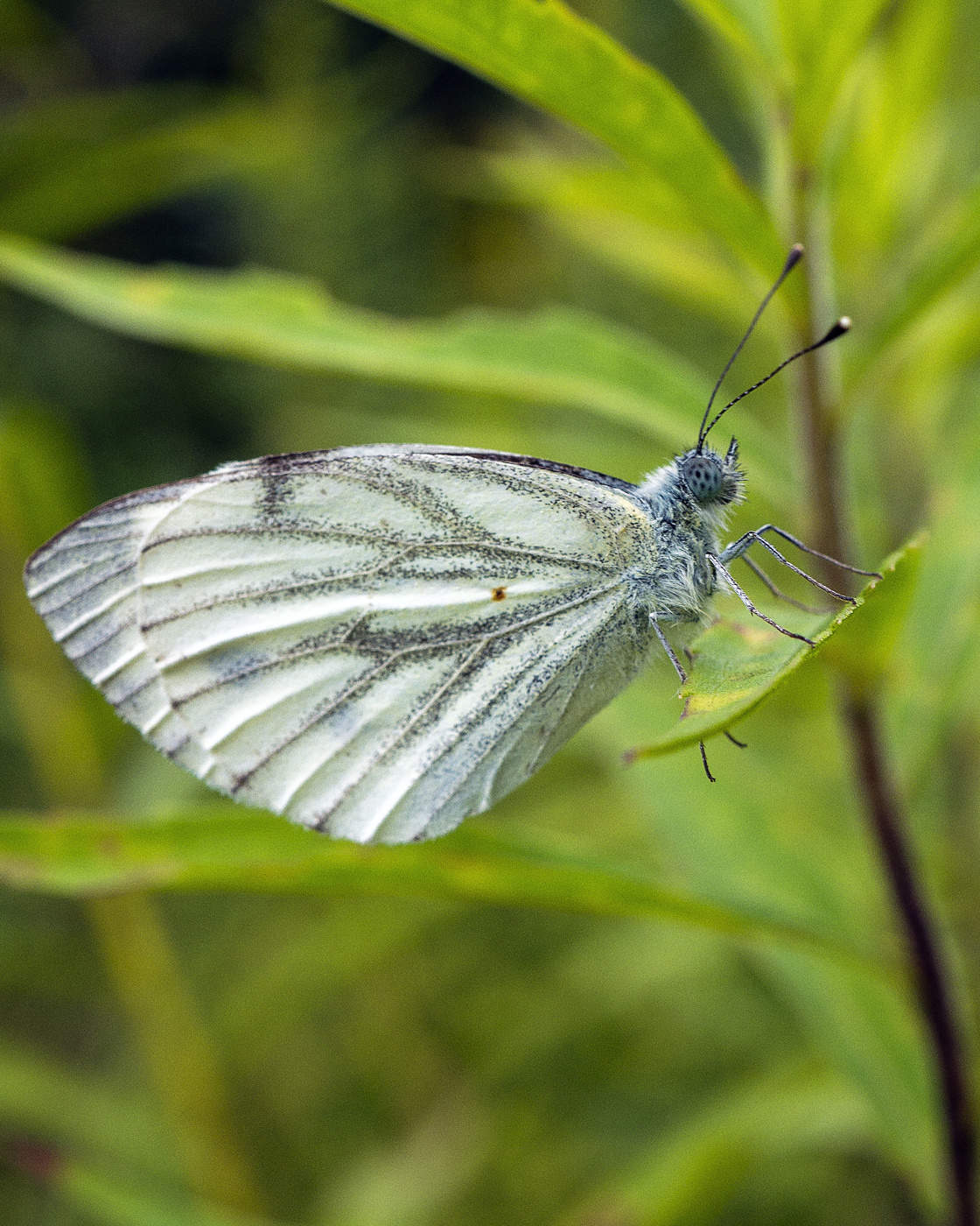 Kohlkopfschmetterling