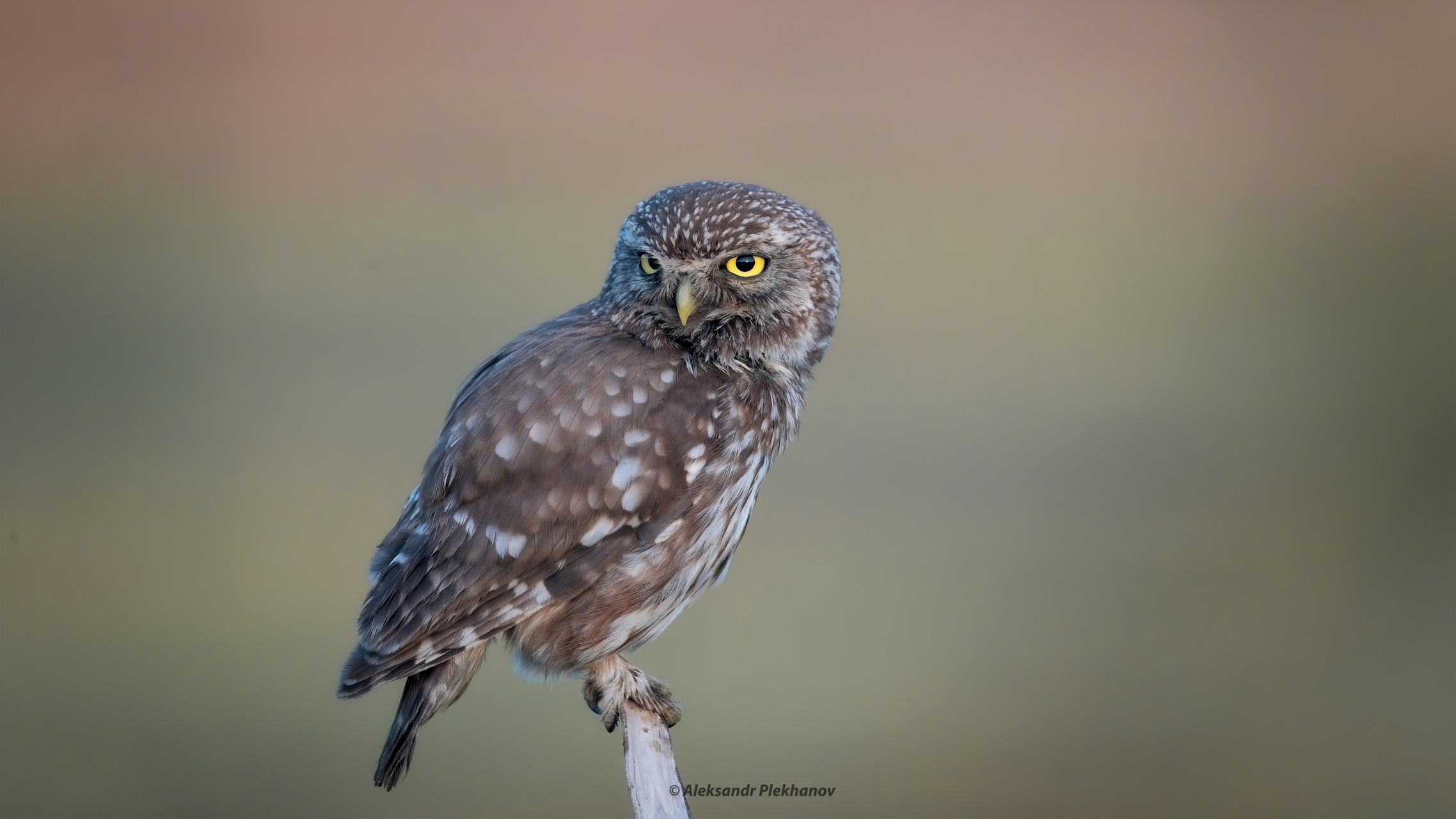 Porträt der Natur der