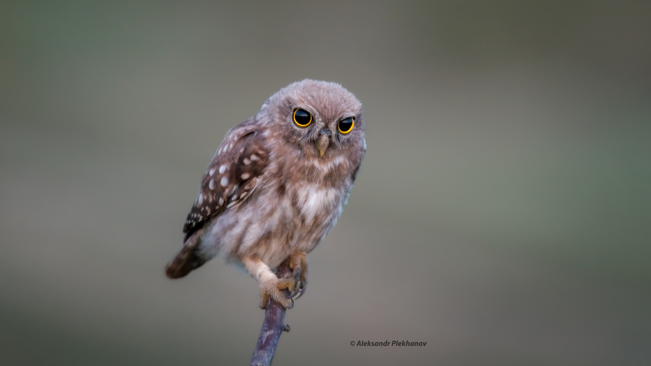 Die Begegnung mit der Morgendämmerung