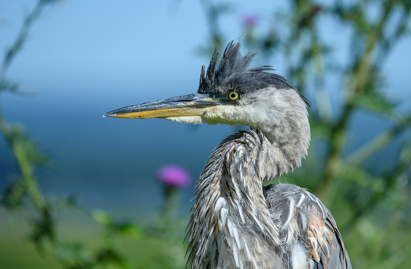 Great blue heron (juvenile) ~ close up