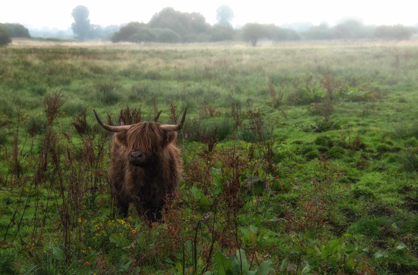 Der Schotte in Schwaben