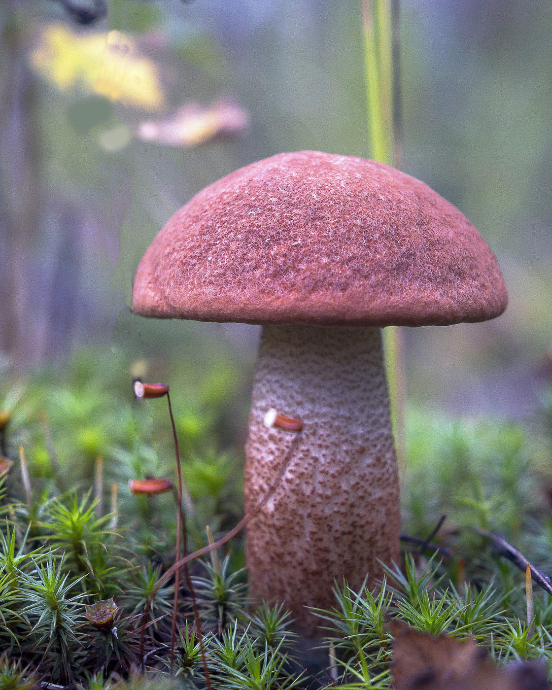 Orange-Schutzkappe Boletus