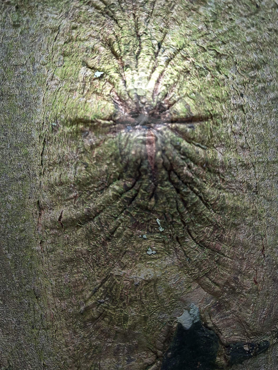 Indian in the summer