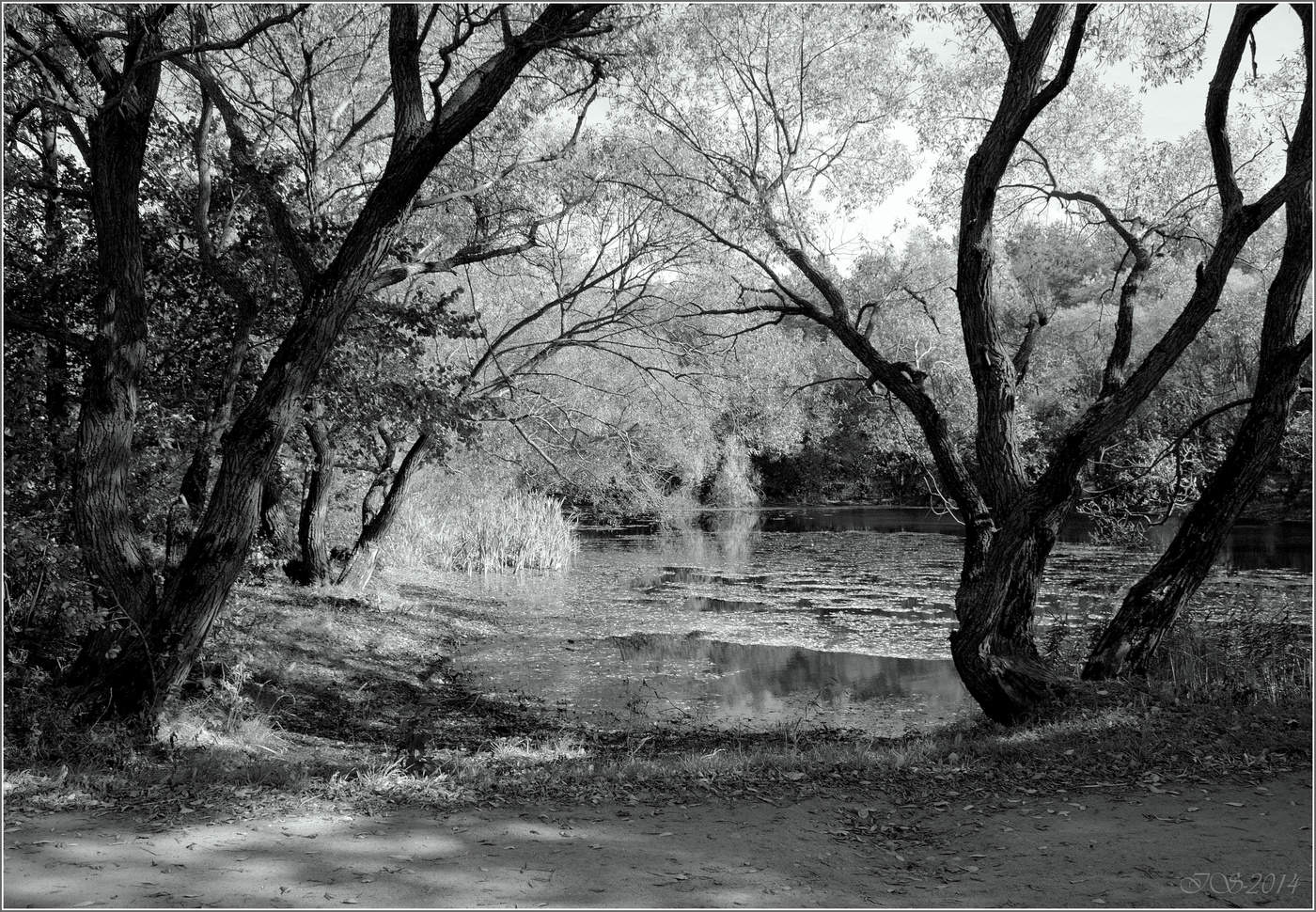 Old pond