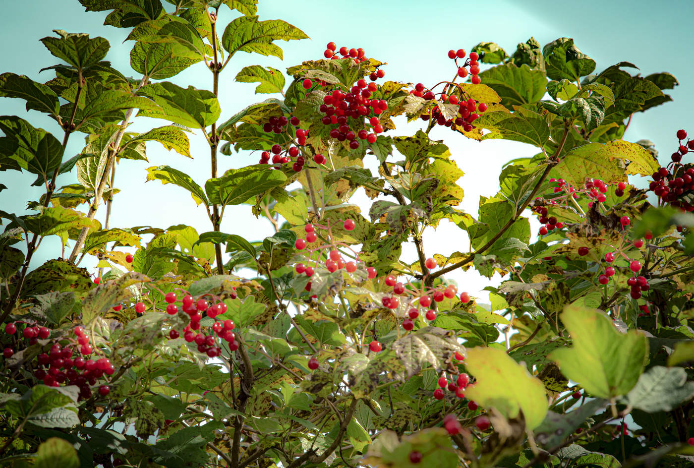 Vogelbeere