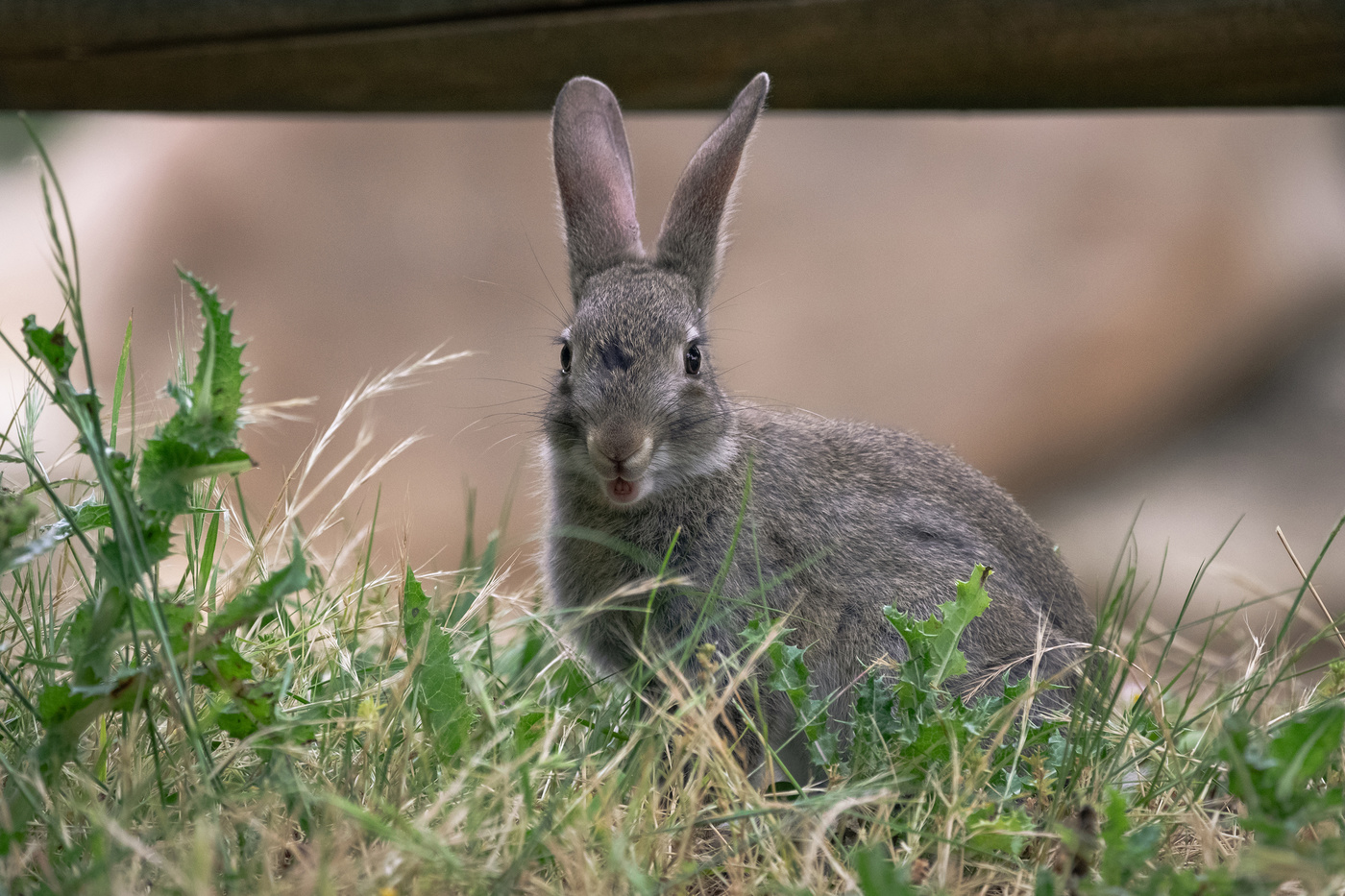 Conejo en los parques