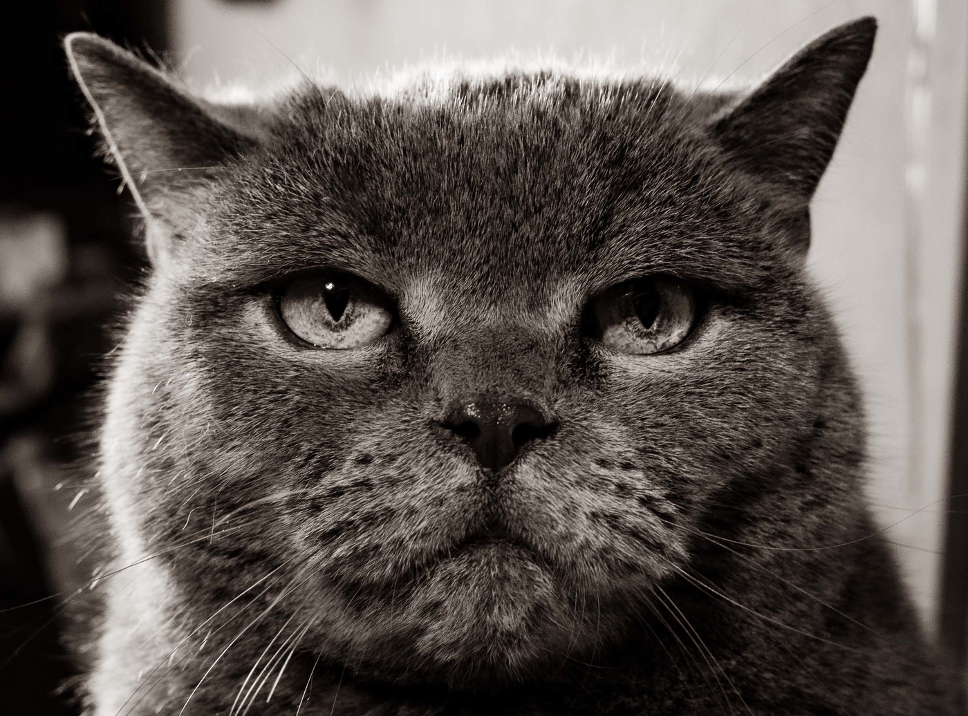 Portrait einer Katze