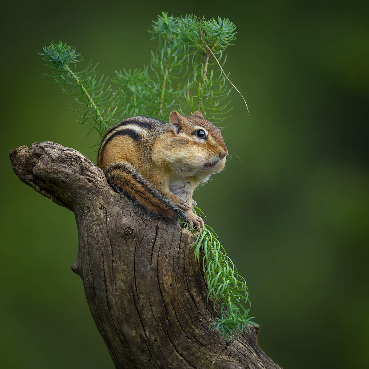 Chipmunk