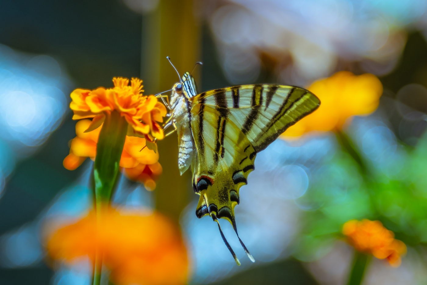 Mariposa posada en la flor.