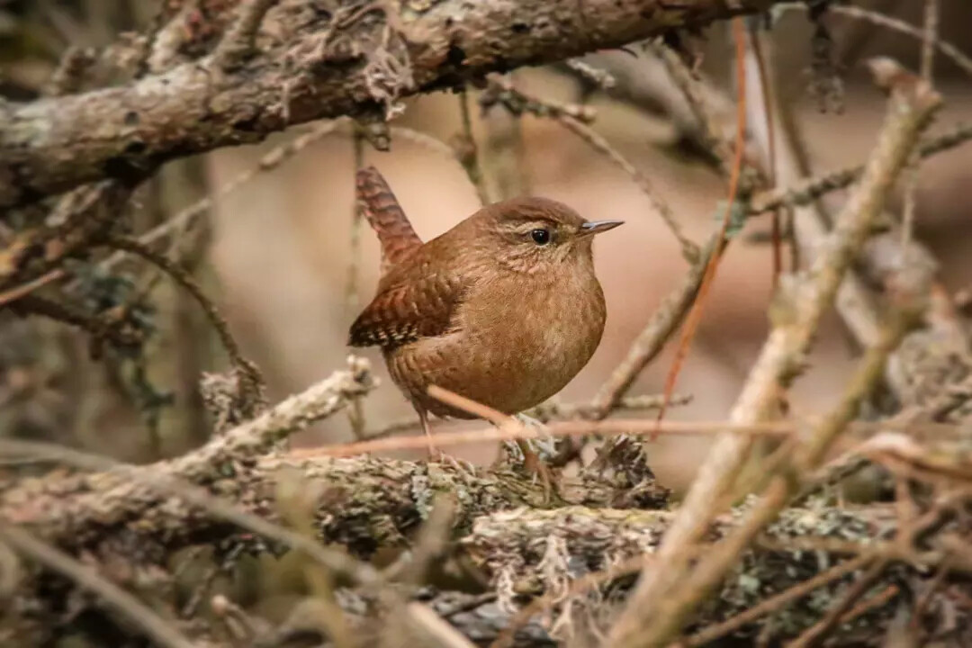 Troglodytes troglodytes