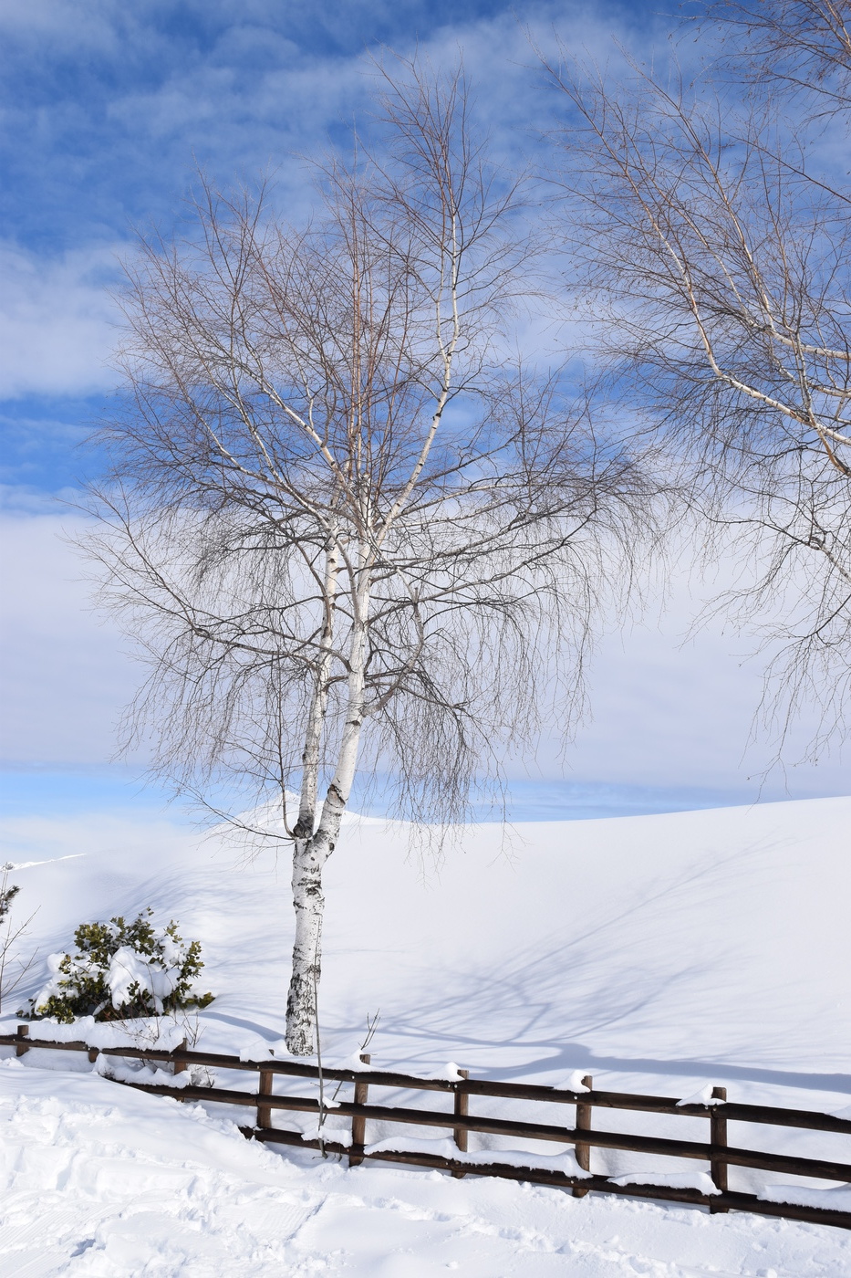 snowy path with tree and fence