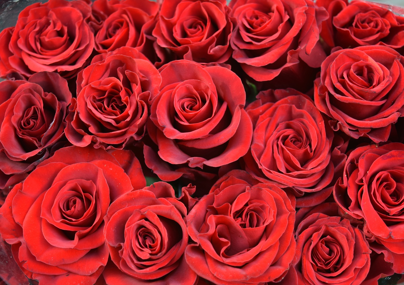 background with red roses