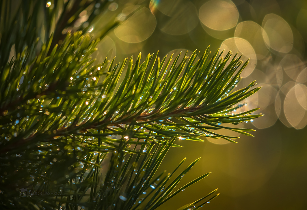 Der Geruch von Tannennadeln