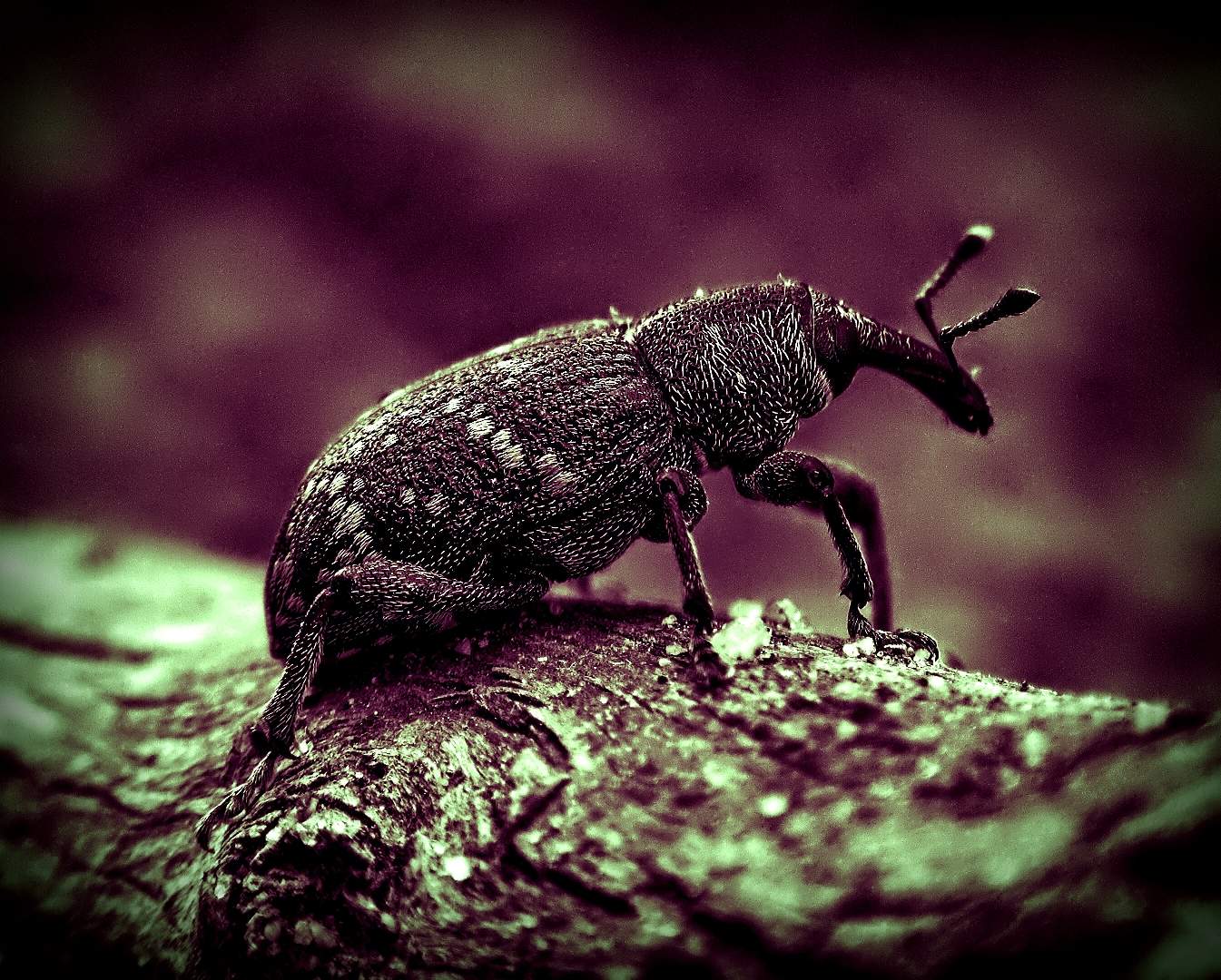Curious weevil